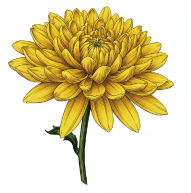 切り花（きく）